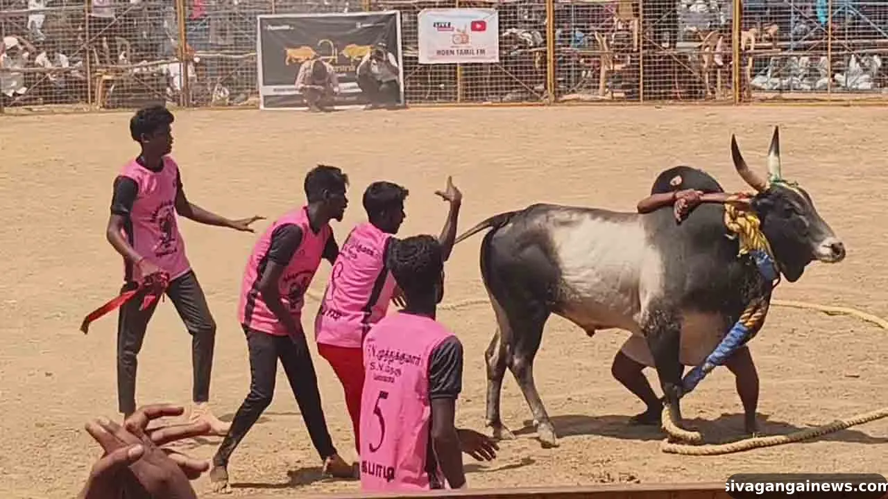காரைக்குடியில் மாபெரும் வடமாடு மஞ்சுவிரட்டு